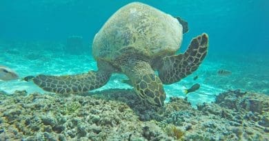 Gili Islands Excursions